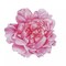 10 Pink Peony Flower Cardboard Paper Placemats Party Events Decorations Supplies